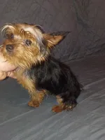 Caramelo , a male Yorkshire Terrier for sale in Bronx, NY – 4 of 6