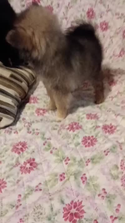 Camilo , a male Pomeranian for sale in Bronx, NY – 7 of 9