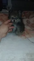 Pulgarcito, a male Pomeranian for sale in Bronx, NY – 2 of 7