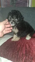 Dana , a female Poodle - Toy  for sale in Bronx, NY – 5 of 7