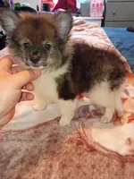 Valentina sponky , a male Pomeranian for sale in Bronx, NY – 3 of 10