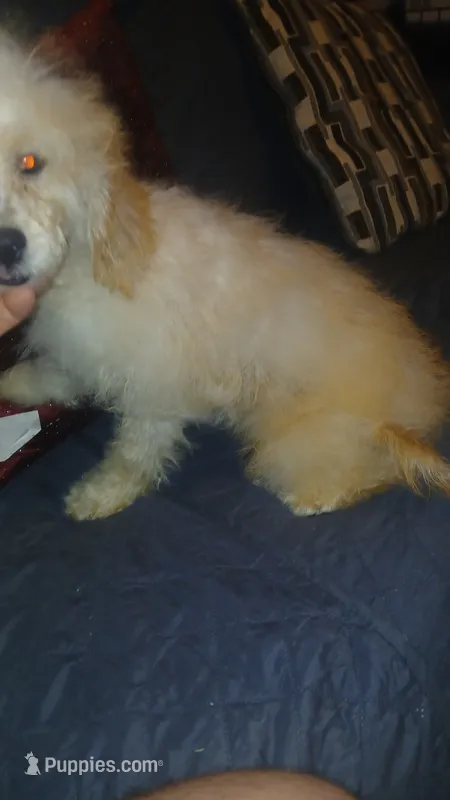 Fiona  – Poodle - Toy , Poodle - Miniature  puppy for sale in Bronx, NY