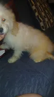 Fiona , a female Poodle - Toy  and Poodle - Miniature  for sale in Bronx, NY – 1 of 4