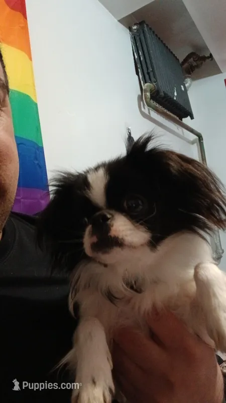 Toby  – Japanese Chin puppy for sale in Bronx, NY