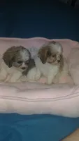 Balentina y Sofía , a female Shih Tzu for sale in Bronx, NY – 2 of 10
