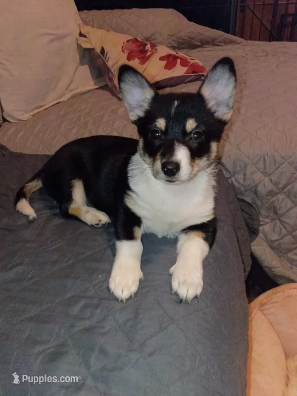 Thiara  – Pembroke Welsh Corgi puppy for sale in Bronx, NY