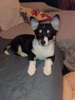Thiara , a female Pembroke Welsh Corgi for sale in Bronx, NY – 1 of 10