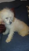 Fiona , a female Poodle - Toy  and Poodle - Miniature  for sale in Bronx, NY – 4 of 4