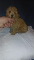 Molly , a female Poodle - Toy  for sale in Bronx, NY – 3 of 10
