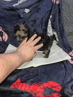 Balentina , a female Poodle - Toy  for sale in Bronx, NY – Photo 5 of 10