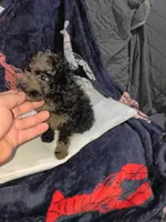 Balentina , a female Poodle - Toy  for sale in Bronx, NY – Photo 8 of 10