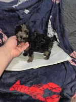 Balentina , a female Poodle - Toy  for sale in Bronx, NY – Photo 7 of 10