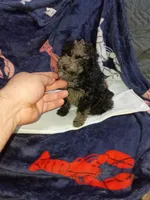 Balentina , a female Poodle - Toy  for sale in Bronx, NY – Photo 2 of 10