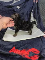 Balentina , a female Poodle - Toy  for sale in Bronx, NY – Photo 10 of 10