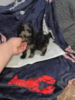 Balentina , a female Poodle - Toy  for sale in Bronx, NY – Photo 3 of 10