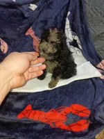 Balentina , a female Poodle - Toy  for sale in Bronx, NY – Photo 6 of 10