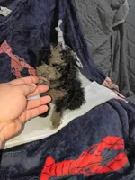 Balentina , a female Poodle - Toy  for sale in Bronx, NY – Photo 9 of 10