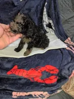 Balentina , a female Poodle - Toy  for sale in Bronx, NY – Photo 4 of 10