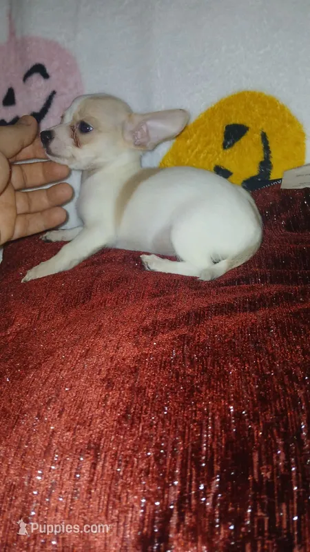 Chloe y Stuart  – Chihuahua puppy for sale in Bronx, NY