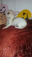 Chloe y Stuart , a female Chihuahua for sale in Bronx, NY – 1 of 10