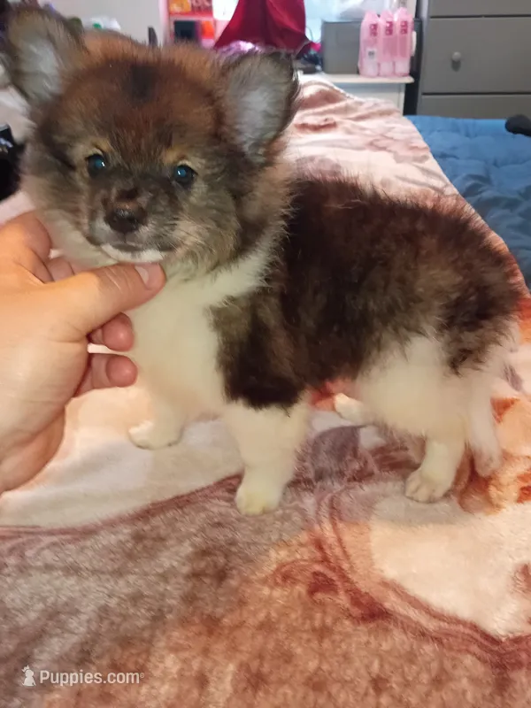 Balu  – Pomeranian puppy for sale in Bronx, NY