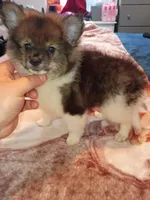 Valentina sponky , a male Pomeranian for sale in Bronx, NY – 4 of 10