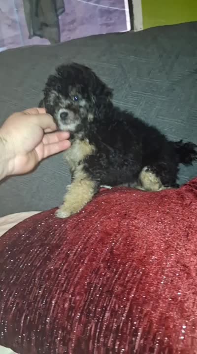 Dana , a female Poodle - Toy  for sale in Bronx, NY – 7 of 7