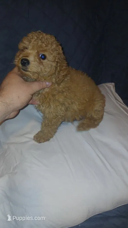 Molly  – Poodle - Toy  puppy for sale in Bronx, NY