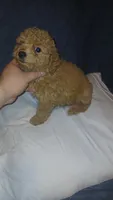 Molly , a female Poodle - Toy  for sale in Bronx, NY – 1 of 10