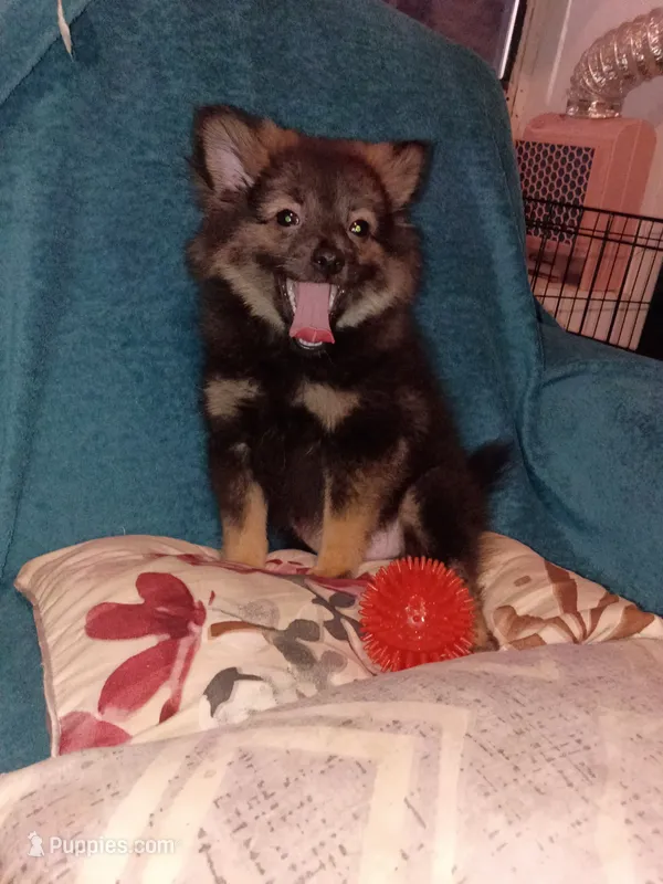  Valentina – Pomeranian puppy for sale in Bronx, NY