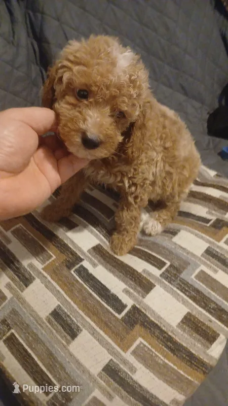 Valentina y caramelo – Poodle - Toy , Poodle - Miniature  puppy for sale in Bronx, NY