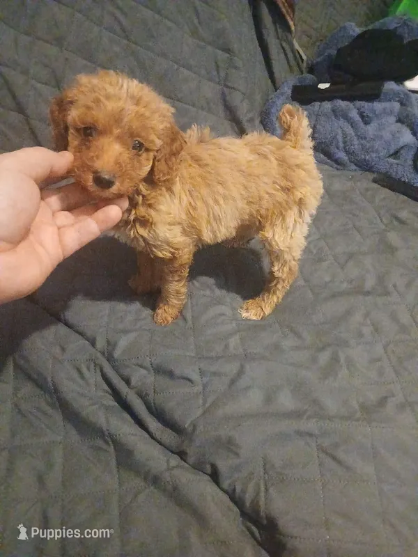 Valentina y caramelo – Poodle - Toy , Poodle - Miniature  puppy for sale in Bronx, NY