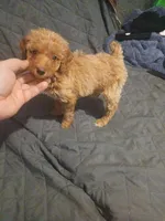 Valentina y caramelo, a male Poodle - Toy  and Poodle - Miniature  for sale in Bronx, NY – Photo 1 of 7