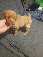 Valentina y caramelo, a male Poodle - Toy  and Poodle - Miniature  for sale in Bronx, NY – Photo 2 of 7