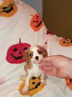 Caramelo y Valentina , a female Cavalier King Charles Spaniel for sale in Bronx, NY – 8 of 9