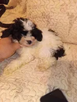 Pandita , a male Poodle - Toy  for sale in Bronx, NY – 2 of 5