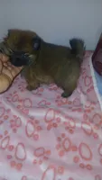 Balentina , a female Pomeranian for sale in Bronx, NY – 7 of 10