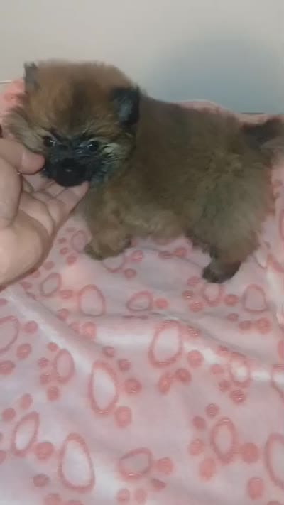 Balentina y Sofía , a female Pomeranian for sale in Bronx, NY – 9 of 10