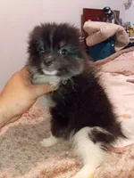 Sponky , a male Pomeranian for sale in Bronx, NY – 5 of 8