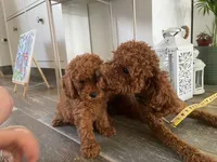 Mateo , a male Poodle - Toy  for sale in Bronx, NY – 5 of 6