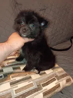 Balu , a male Pomeranian for sale in Bronx, NY – 4 of 7