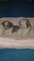 Balentina y Sofía , a female Shih Tzu for sale in Bronx, NY – 6 of 10