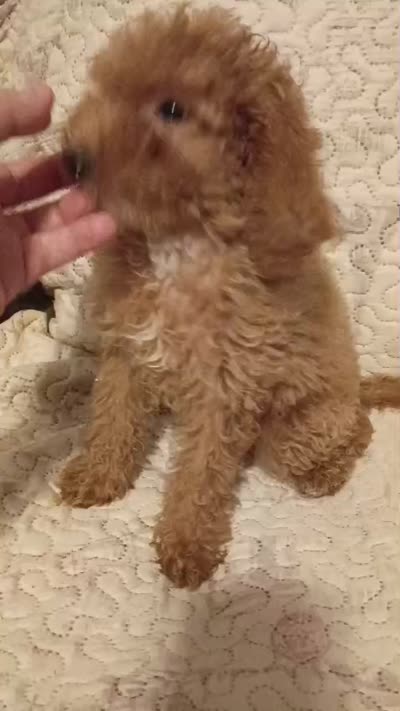Valentino , a male Poodle - Toy  for sale in Bronx, NY – 5 of 5