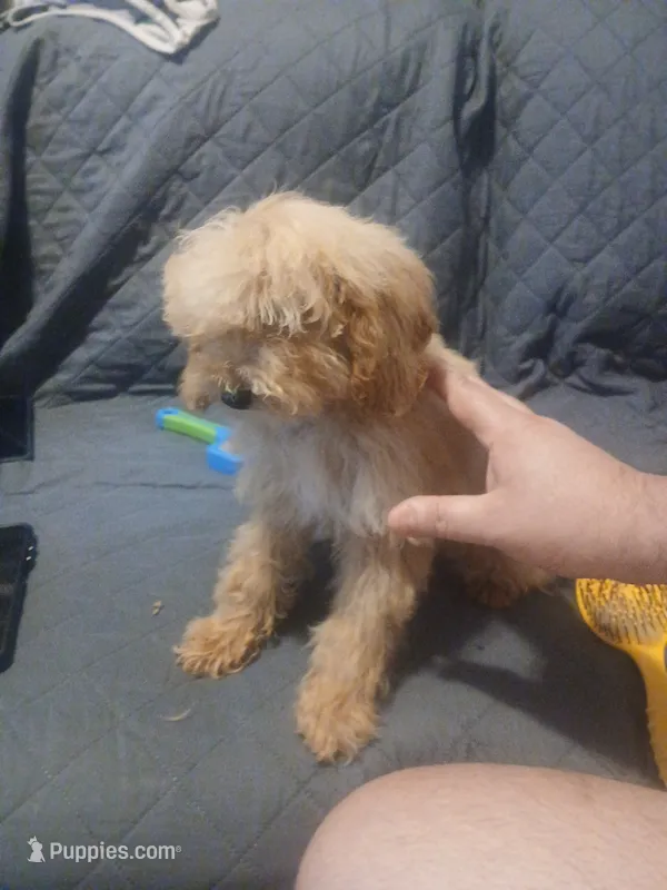 Balentina  – Poodle - Toy  puppy for sale in Bronx, NY