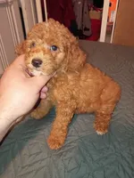 Mateo , a male Poodle - Toy  for sale in Bronx, NY – 4 of 5