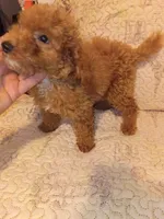 Valentino , a male Poodle - Toy  for sale in Bronx, NY – 4 of 5