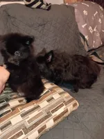 Balu , a male Pomeranian for sale in Bronx, NY – 7 of 7