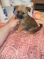 Lucas y melody , a male Pomeranian for sale in Bronx, NY – 6 of 8