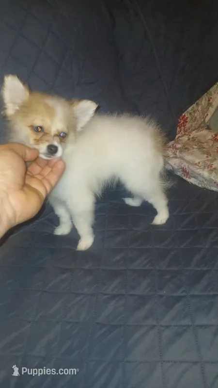 Molly  – Pomeranian puppy for sale in Bronx, NY