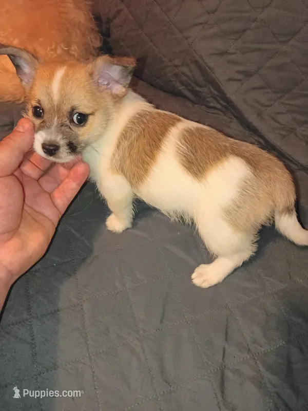 Lucas y melody  – Pomeranian puppy for sale in Bronx, NY